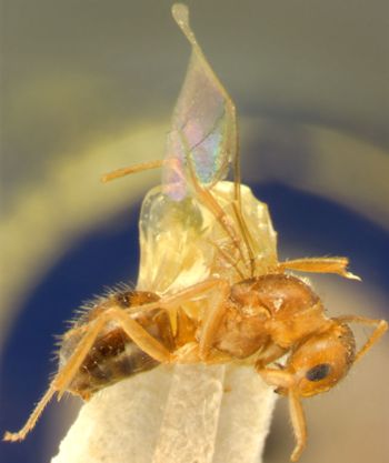 Media type: image;   Entomology 22724 Aspect: habitus lateral view